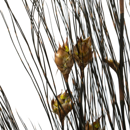 Vickerman 36-40" Natural Bell Grass with Seed Pods 8-9 oz Bundle Preserved