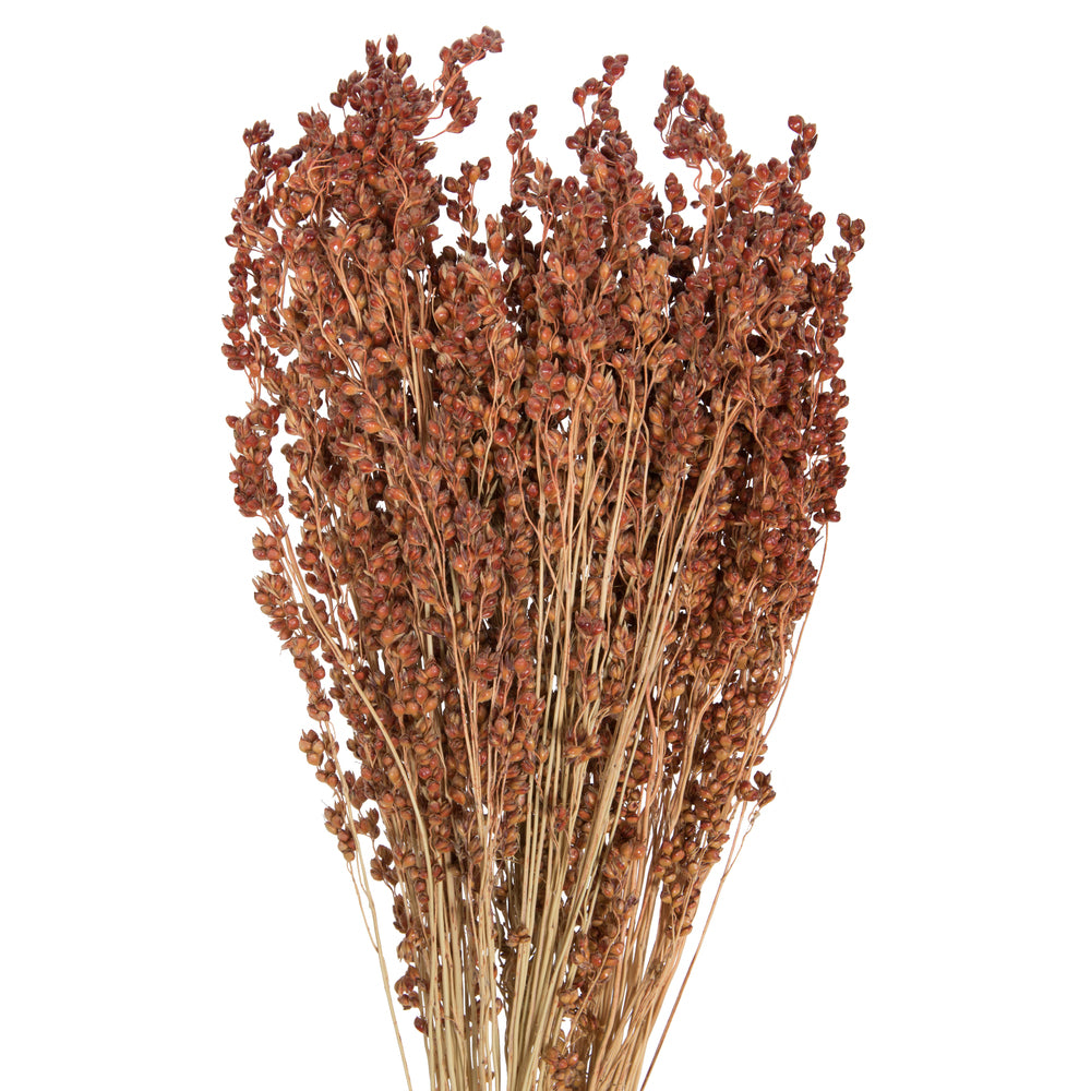 Vickerman Natural Botanicals 21-23" Natural Brown Dried Broom Corn 6 oz. Bunch