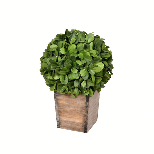 Vickerman 11" Artificial Potted Boxwood Ball in Wooden Pot.