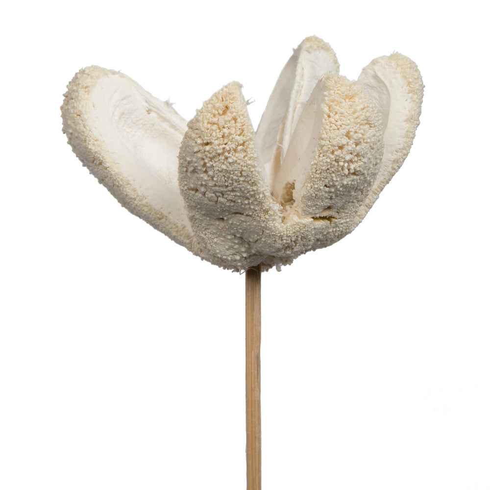 Vickerman Natural Botanicals 20" Bullet Flower Bleached on Stem. Includes 50 Stems per pack.