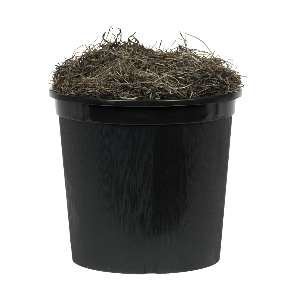 Vickerman 4' Artificial Capensia Extra Full Bush Black Plastic Pot.