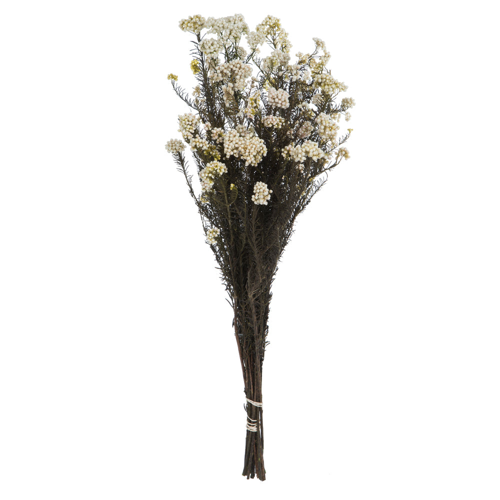 Vickerman 16" Natural White Rice Flower. Comes in a 4.25 oz Bundle. Preserved