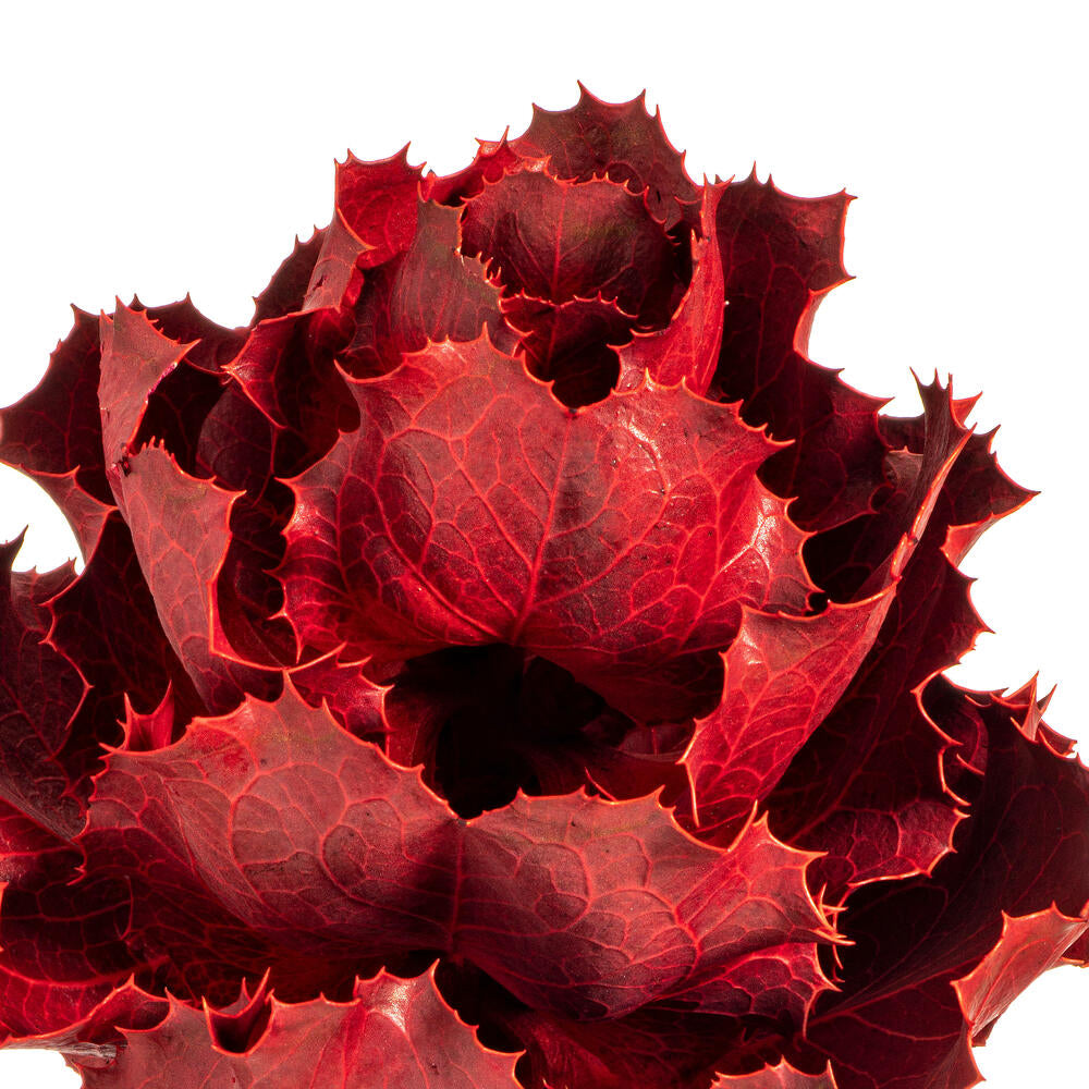 Vickerman 8" Dried Red Queen Flower