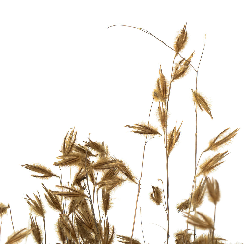 Vickerman 30" Natural Princess Grass 3 per pack Dried