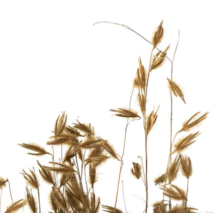 Vickerman 30" Natural Princess Grass 3 per pack Dried