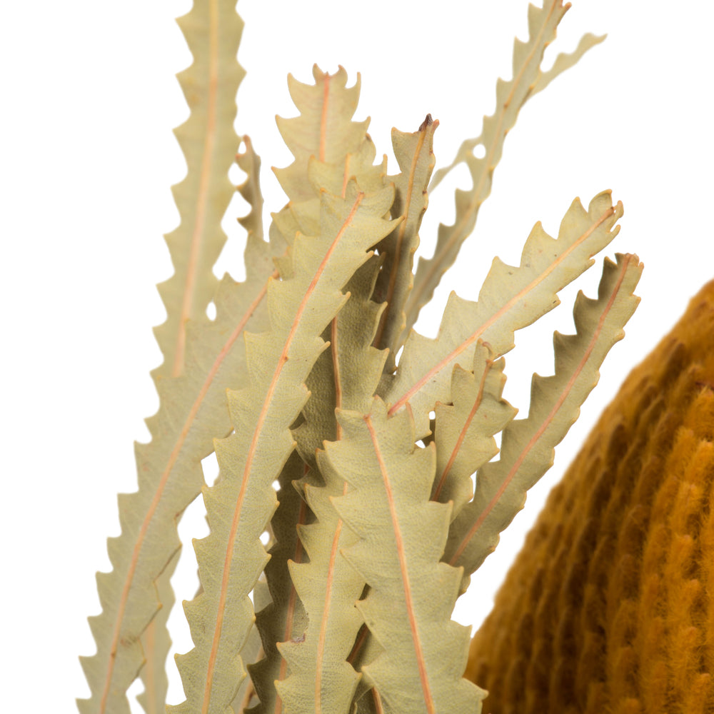Vickerman 12" Jumbo Aspen Gold Banksia Flower with Stem. Includes 3 Stems per Pack. Dried