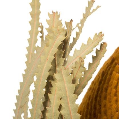 Vickerman 12" Jumbo Aspen Gold Banksia Flower with Stem. Includes 3 Stems per Pack. Dried