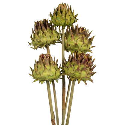 Vickerman Natural 15" Dried Basil Artichokes on Reed Stems 5 stems Dried