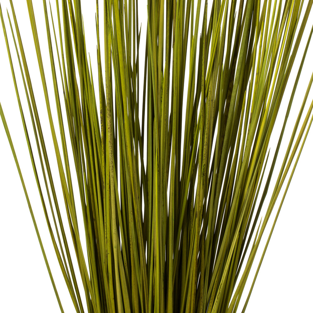Vickerman 24-30" Basil Whip Grass 8 oz Bundle Dried