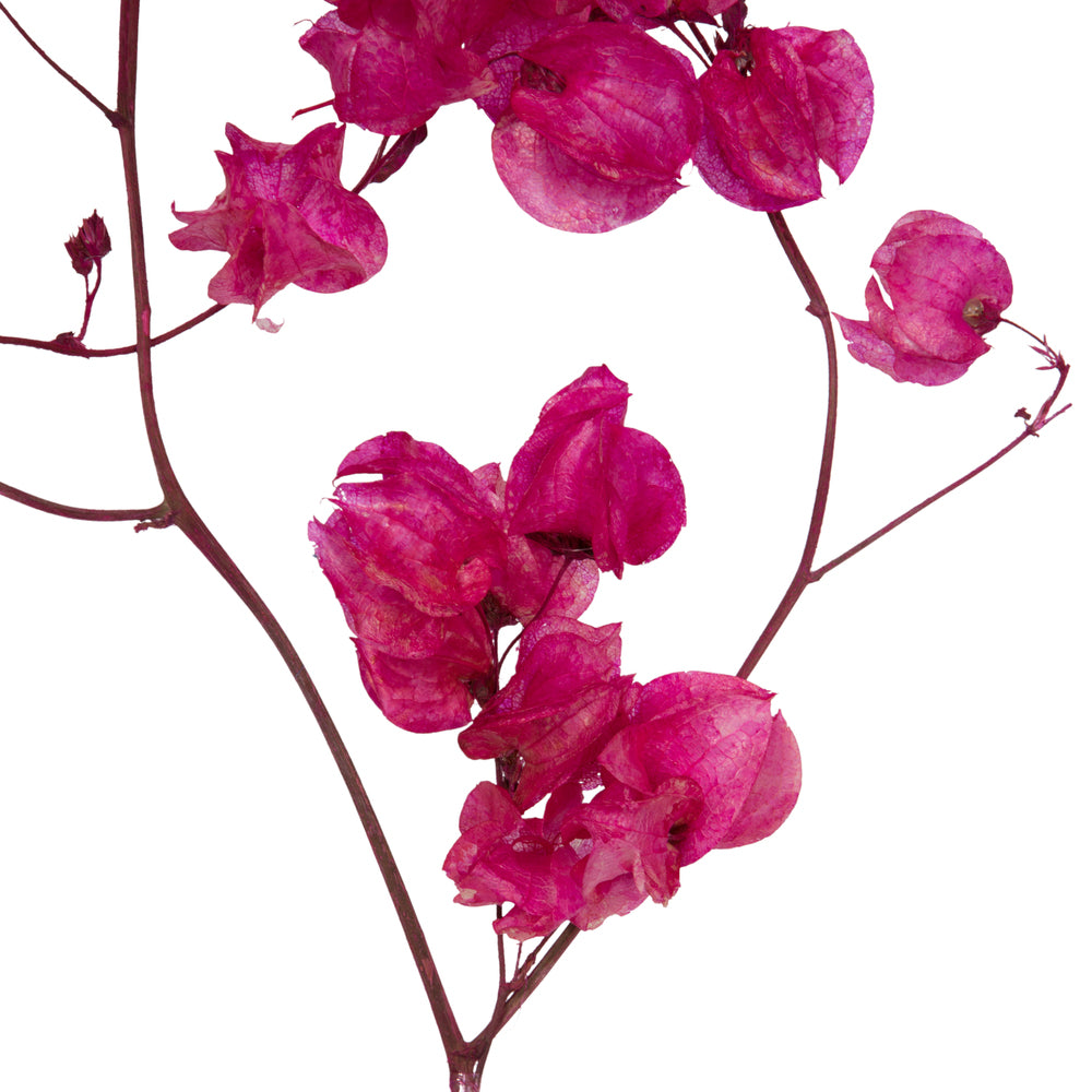 Vickerman 13.5-17" Raspberry Dried Cara Blossom Bundle Preserved.