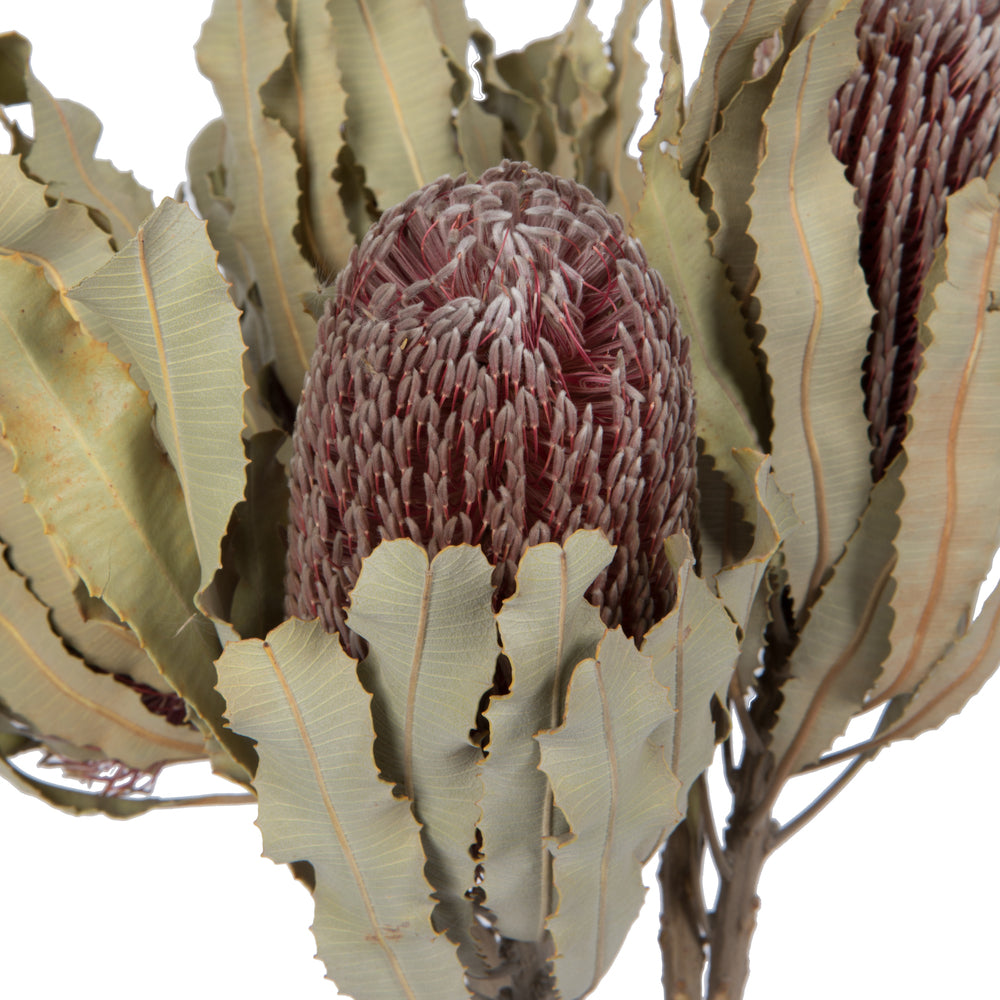 Vickerman 12" Natural Pink Banksia Menzi Flower with Stem. Includes 3 Stems per Pack Dried