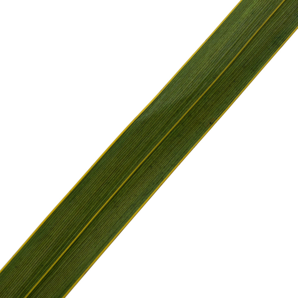 Vickerman 18-30" Basil Snake Grass. Includes 36 Stems (3 - 12 Stem Bundles) Dried