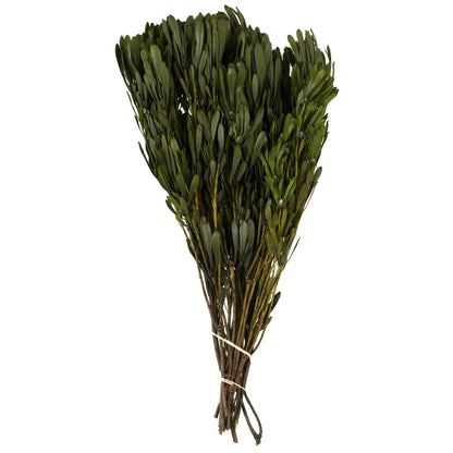 Vickerman 18-24" Oasis Green Platys Foliage Bundle Comes in a 5 oz Bundle Preserved