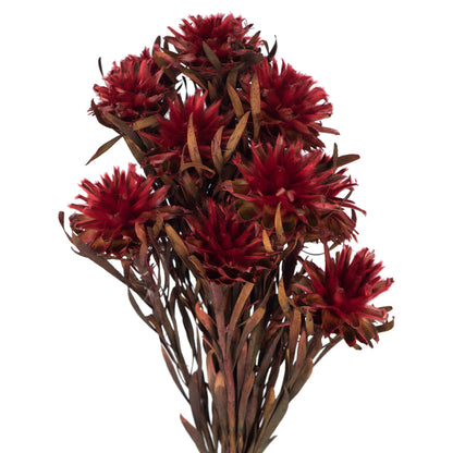 Vickerman 8-20" Red Plumosum Female 8 flower heads per bundle Preserved