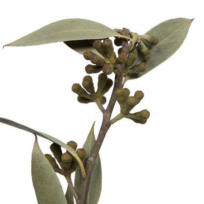 Vickerman Natural Botanicals 15-17" x 8" Natural Amber Fruit Foliage Natural Sulphured