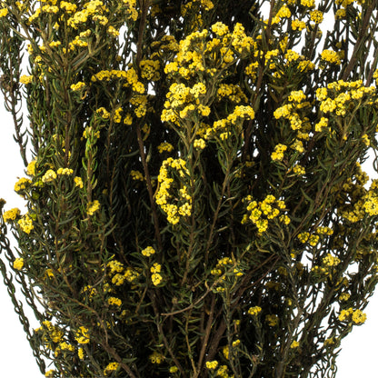 Vickerman 12-22" Yellow Phylica 5-6 oz Bundle Preserved