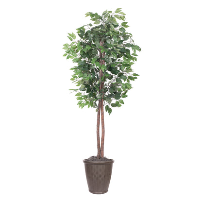 Vickerman 6' Artificial Ficus Tree Brown Round Plastic Container.