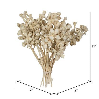 Vickerman Natural Botanicals 11" x 2-4" Conical Gum Branch Bleached 20 stems per unit
