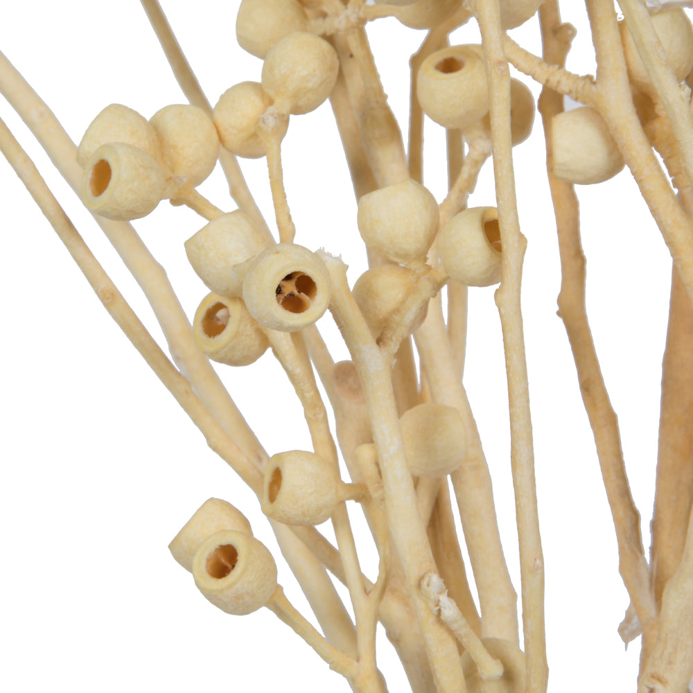 Vickerman Natural Botanicals 14" x 1-3" Bleached Ambernut Branch