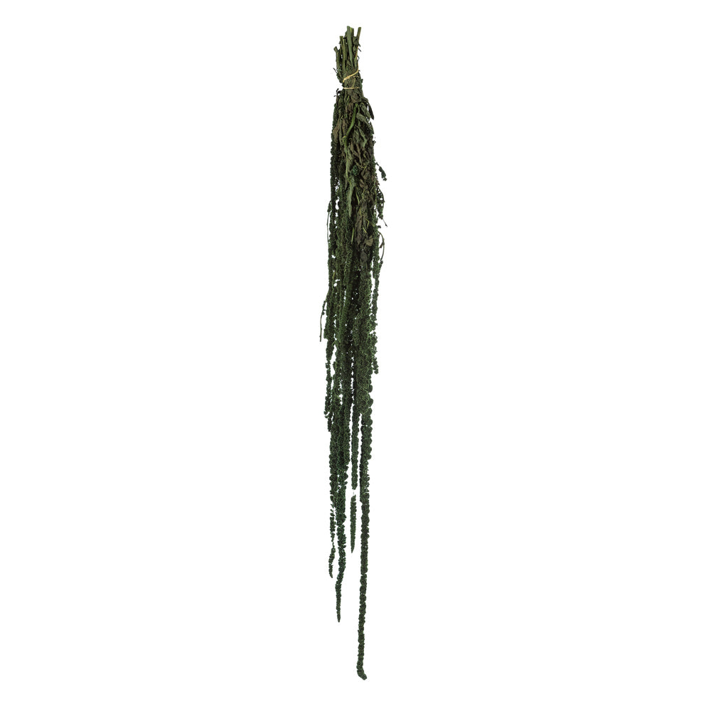 Vickerman 30" Green Amaranthus Bundle Preserved
