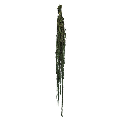 Vickerman 30" Green Amaranthus Bundle Preserved