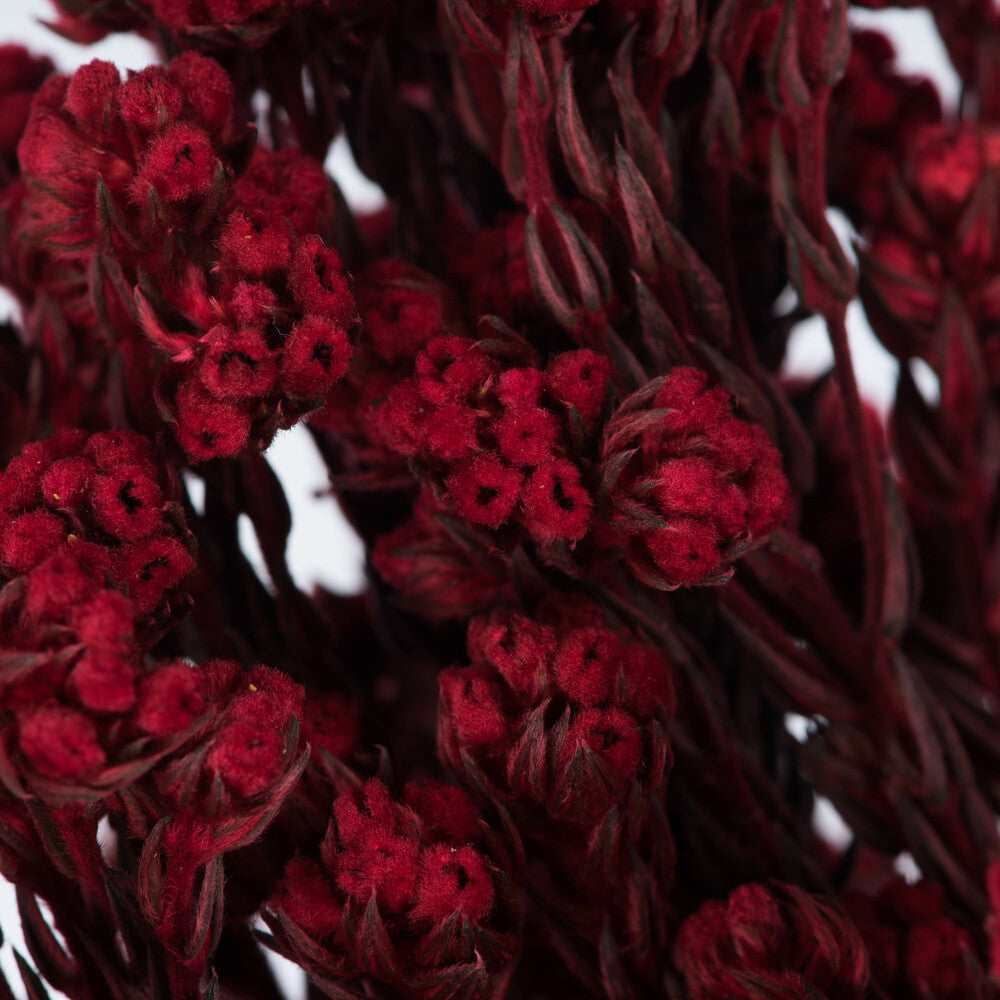 Vickerman 16-22" Red Cotton Phylica Flower 4-5 oz Bundle Preserved