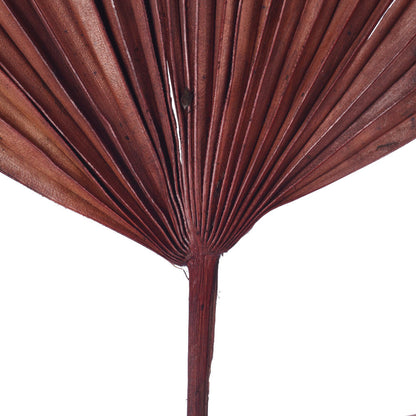 Vickerman Natural Botanicals 13.75 - 19.5" Chocolate Dried Palm Sun Spear 12 per bag.