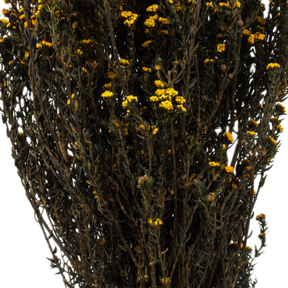Vickerman 12-22" Aspen Gold Phylica Bundle 5-6 oz Preserved