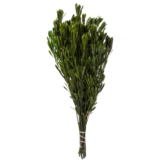 Vickerman 18-24" Spring Green Platys Foliage Comes in a 5 oz Bundle Preserved