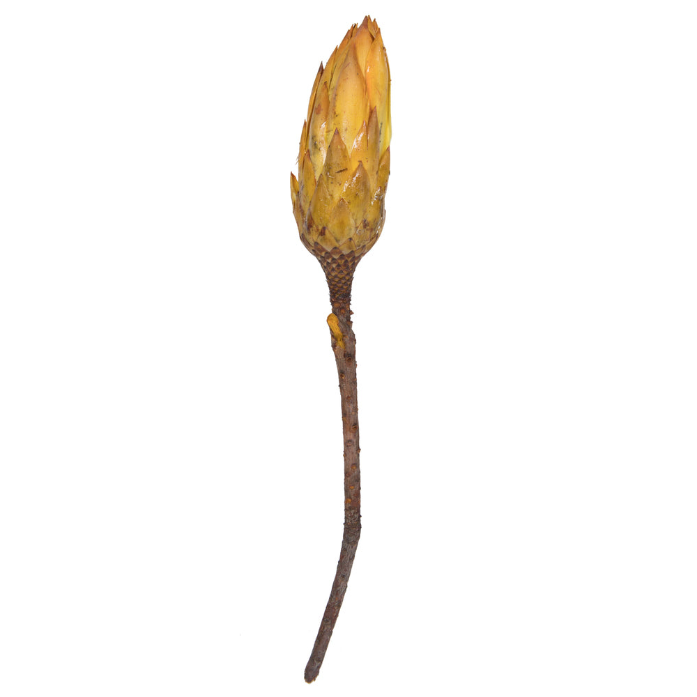 Vickerman 14" Yellow Repens on a Natural Stem.  Includes 6 Stems per Bundle Dried