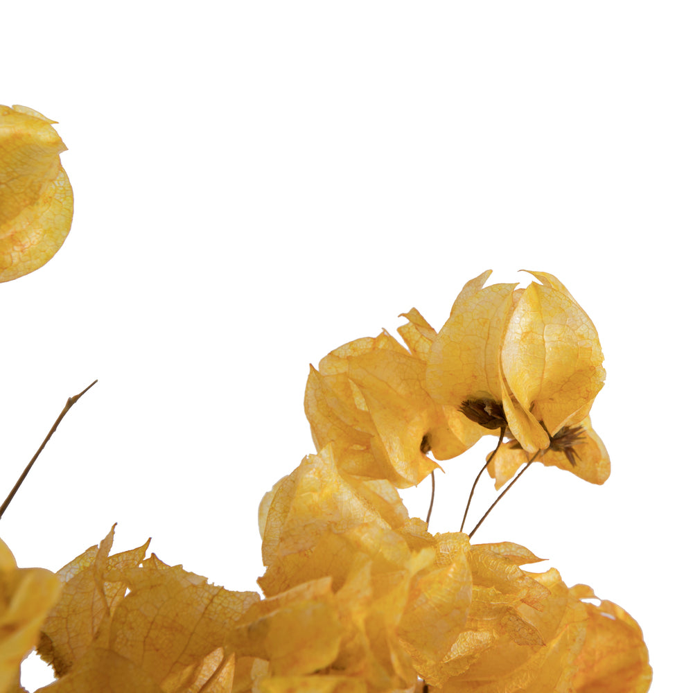 Vickerman 13.5-17" Aspen Gold Dried Cara Blossom Bundle Preserved.