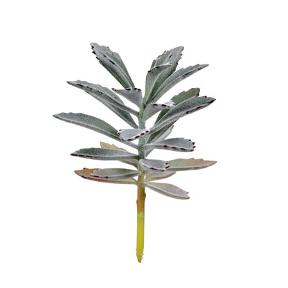 Vickerman 8" Artificial Succulent Pick Set of 4