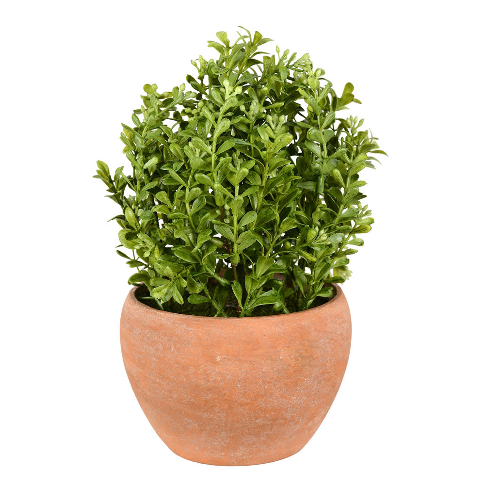 Vickerman 10" Artificial Green Potted Boxwood Bush Ceramic Container