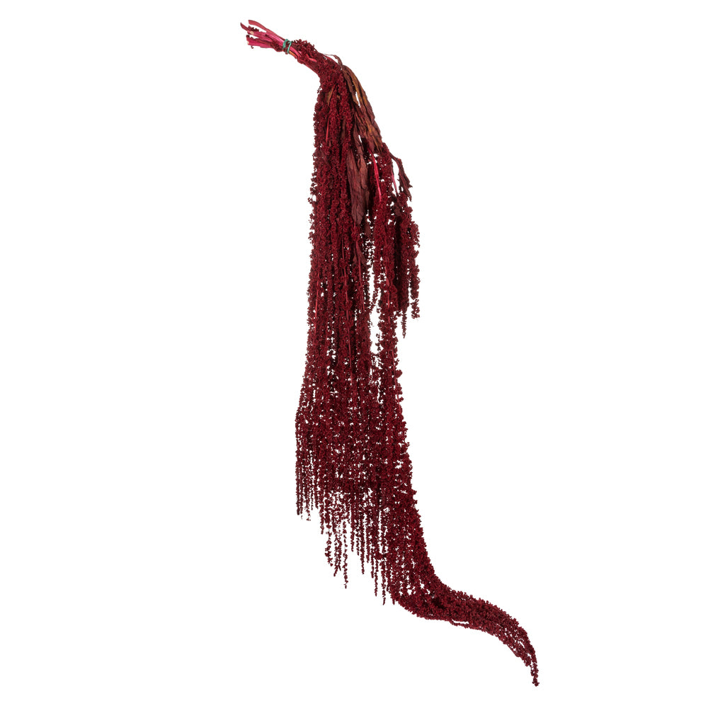 Vickerman 30" Merlot Amaranthus Bundle Preserved