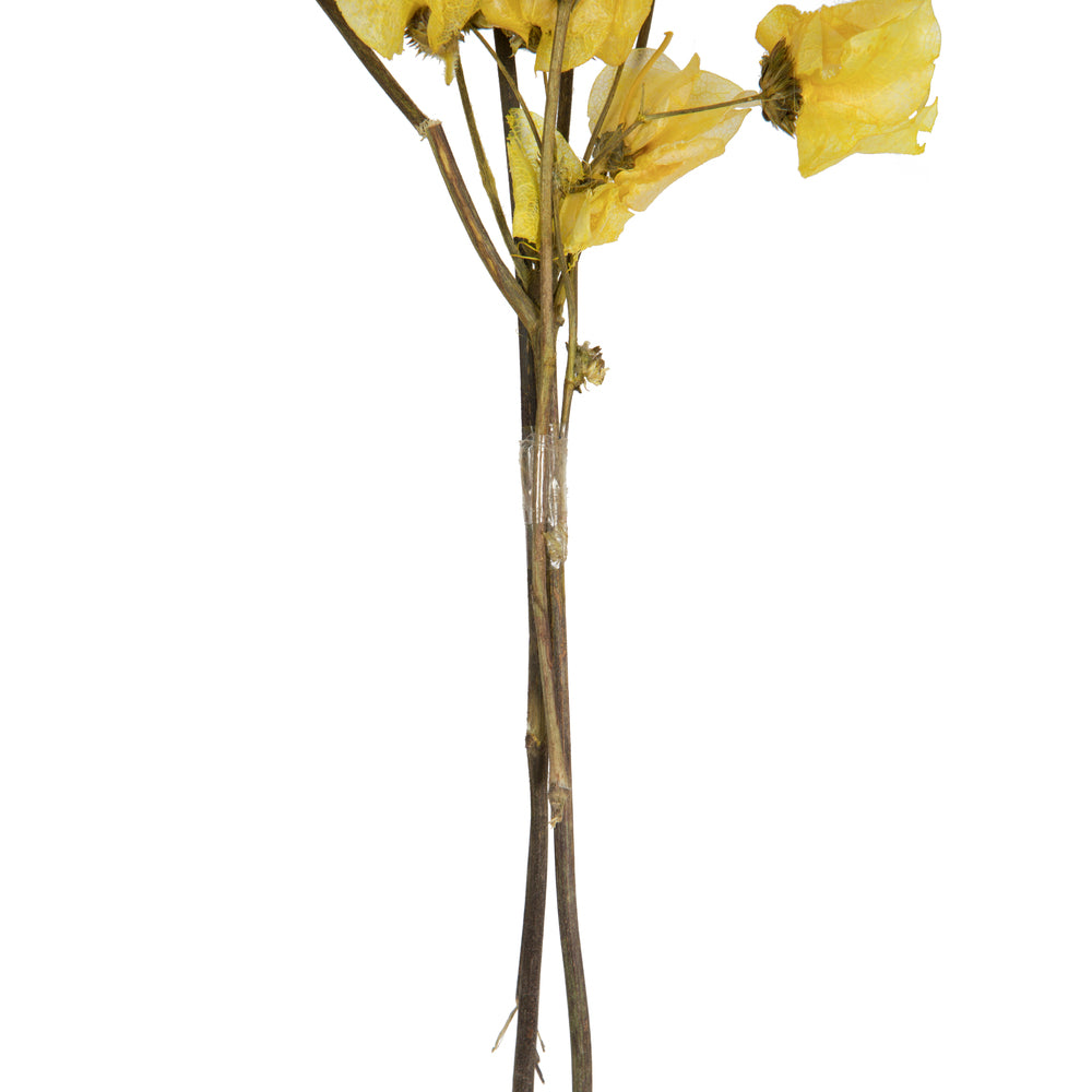 Vickerman 13.5-17" Yellow Dried Cara Blossom Bundle Preserved.