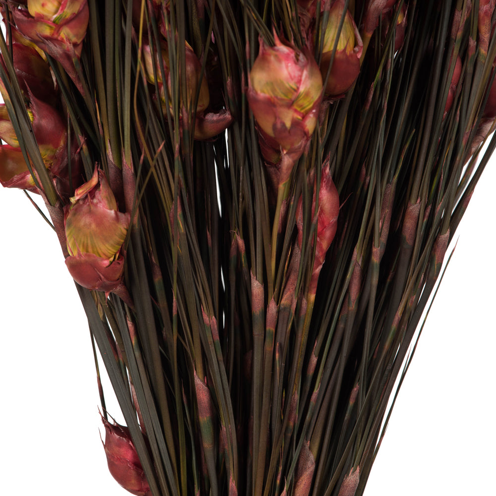 Vickerman 15-20" Red Bell Female short 5-6 oz Bundle Preserved