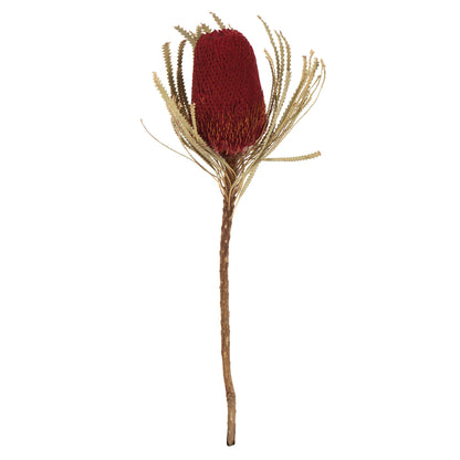 Vickerman 12" Jumbo Red Banksia Flower with Stem. Includes 3 Stems per Pack. Dried