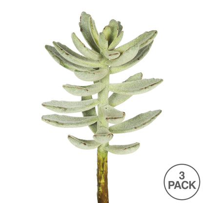 Vickerman 12" Artificial Frosted Green Pachyphytum Oviferum Stem Set of 3