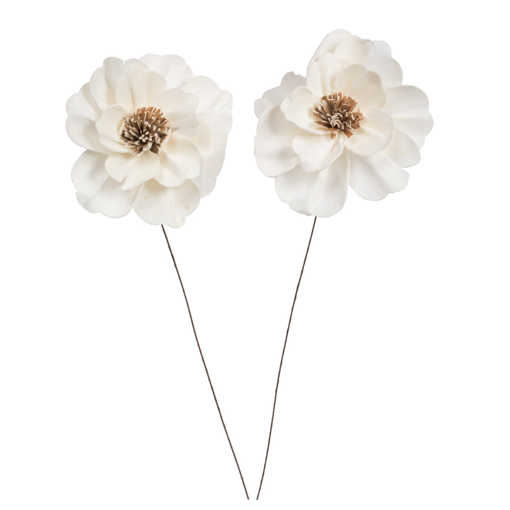 Vickerman Natural Botanicals 4" Natural Dried Anemone Sola Flower on 12" wire stem- 12 stem/polybag.