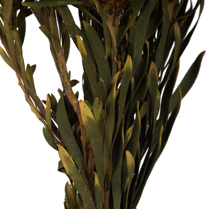 Vickerman 8-20" Autumn Plumosum Female 8 flower heads per bundle Preserved