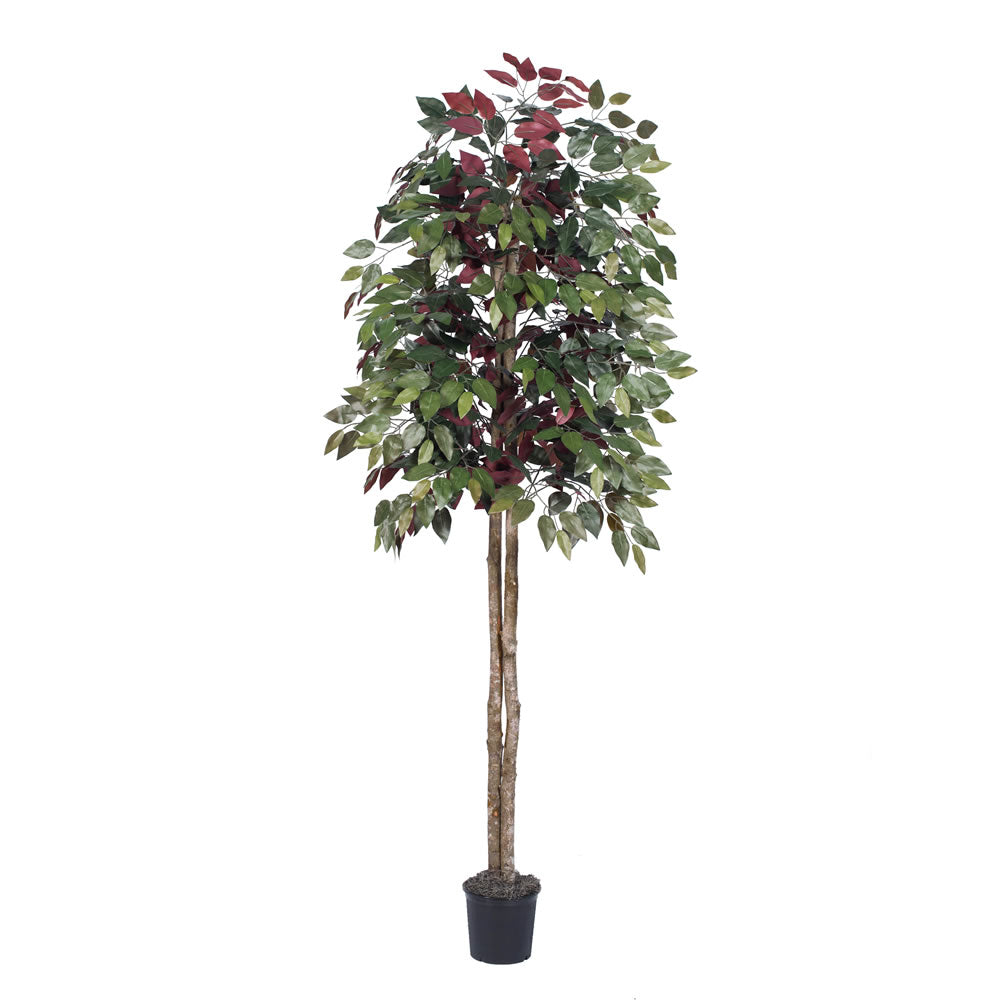 Vickerman 6' Artificial Capensia Black Plastic Pot