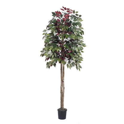 Vickerman 6' Artificial Capensia Black Plastic Pot
