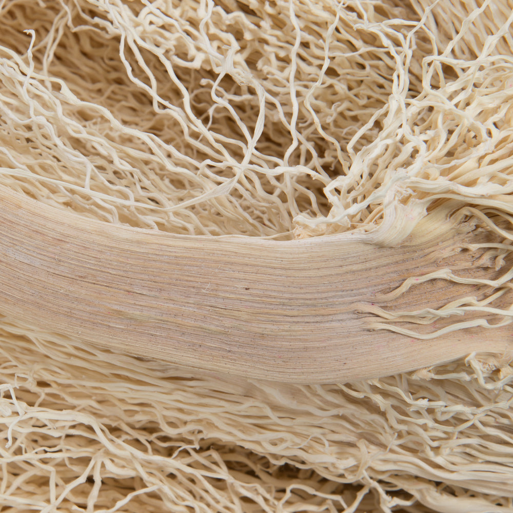 Vickerman Natural Botanicals 8"-12" Khejur Jhar Bleached. Includes 25 pieces per Pack.