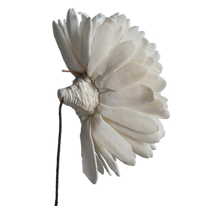 Vickerman Natural Botanicals 4" Natural Dried Zinnia Sola Flower on 12" wire stem- 12 stem/polybag.