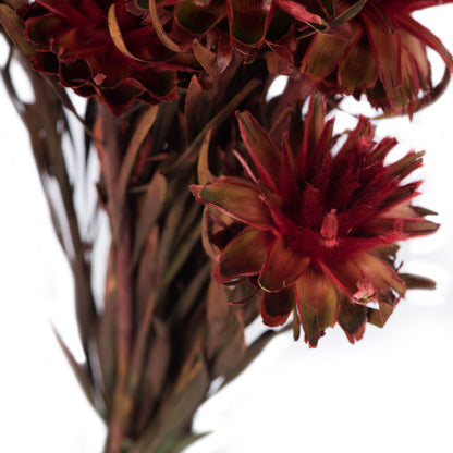 Vickerman 8-20" Red Plumosum Female 8 flower heads per bundle Preserved