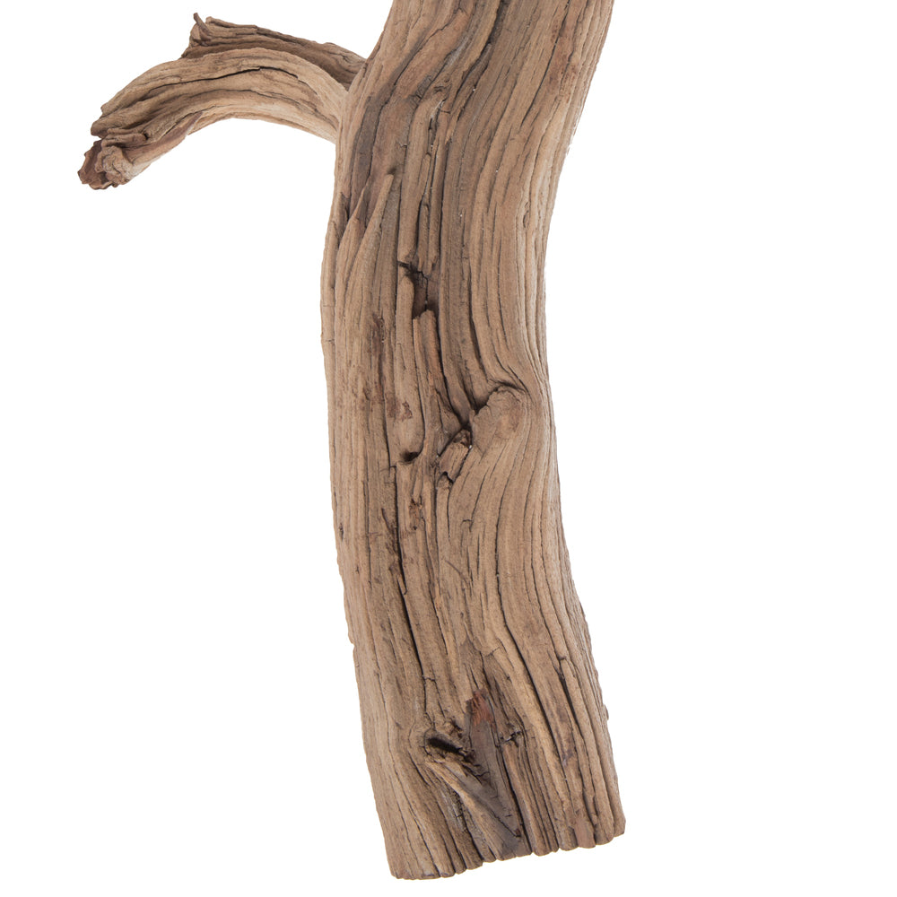 Vickerman Ghostwood Manzanita Sand Blasted 36" Dried