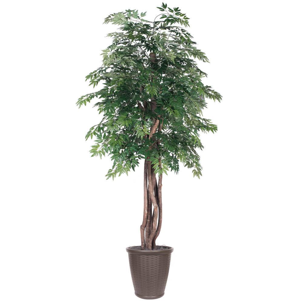Vickerman 6' Artificial Ming Aralia Executive Tree Brown Round Plastic Container.