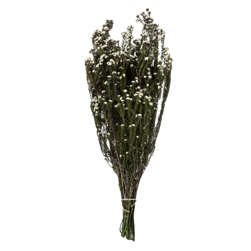 Vickerman 12-22" Natural White Phylica Bundle 5-6 oz Preserved