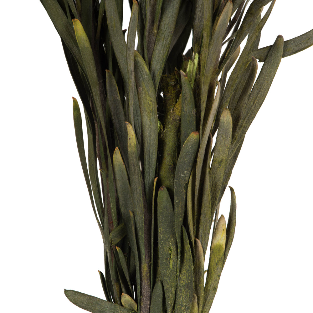 Vickerman 8-20" Basil Plumosum Female 8 flower heads per bundle Preserved