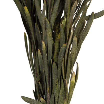 Vickerman 8-20" Basil Plumosum Female 8 flower heads per bundle Preserved